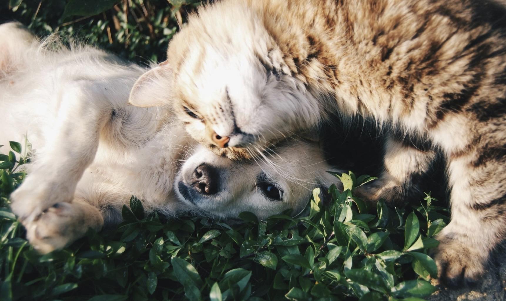 Chiens & Chats