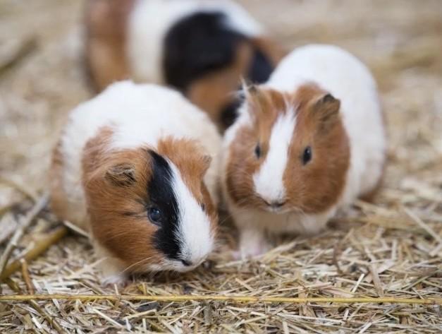 Nouveaux Animaux de Compagnie (NAC)