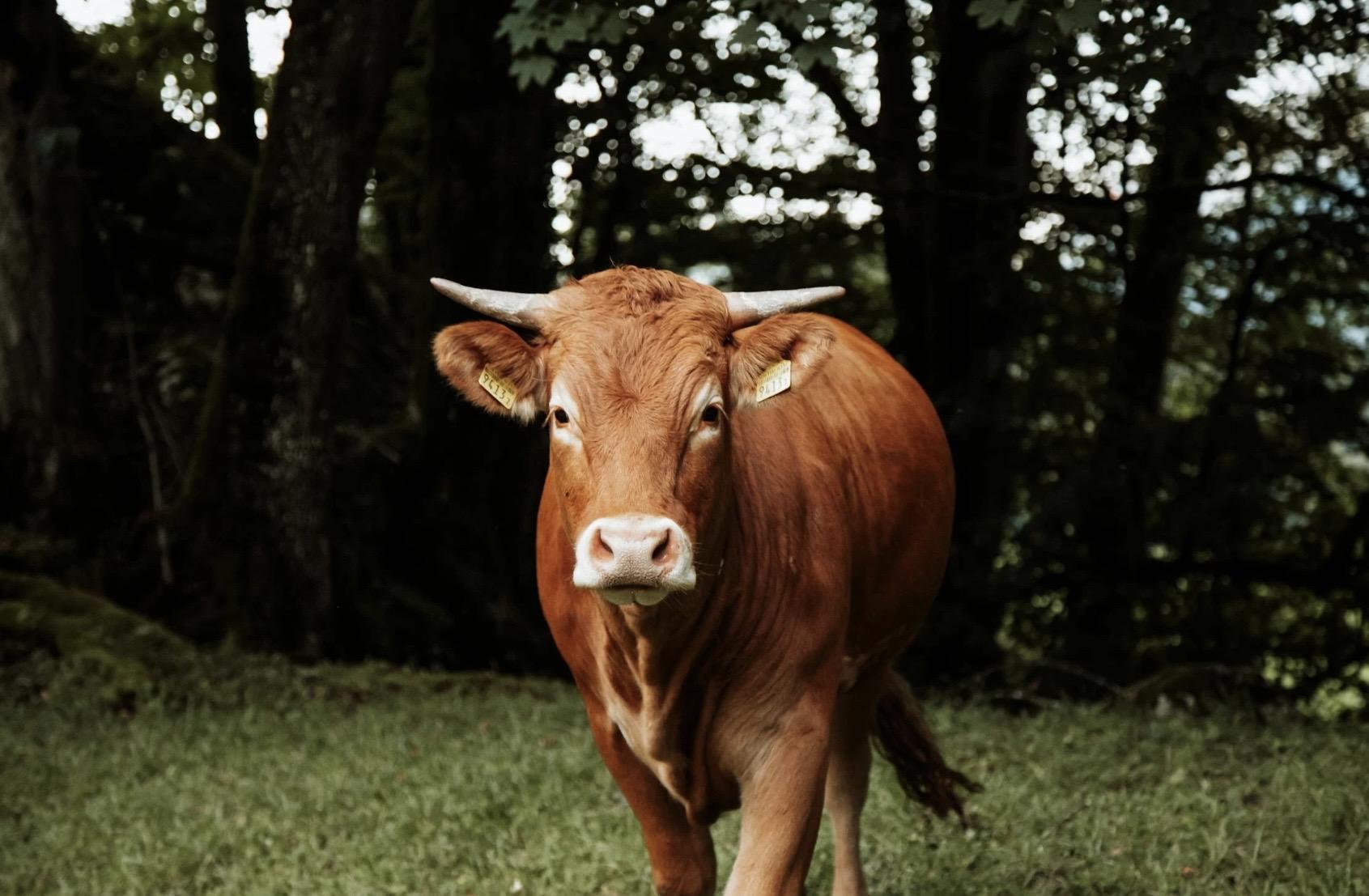Ruminants