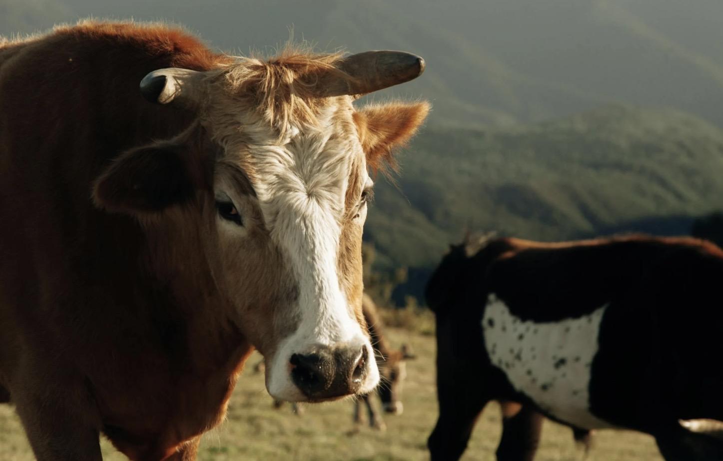Ruminants