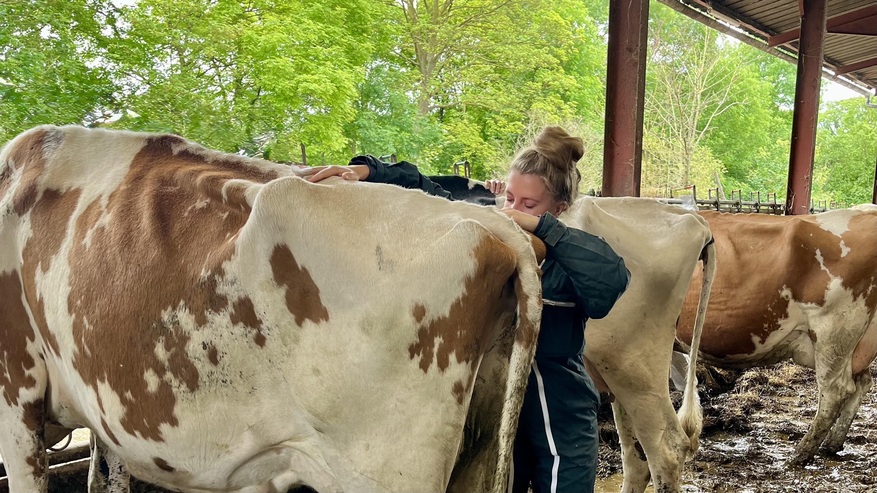 Les bienfaits de l'ostéopathie animale