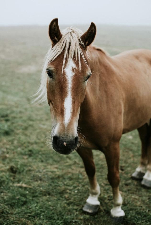 Cheval