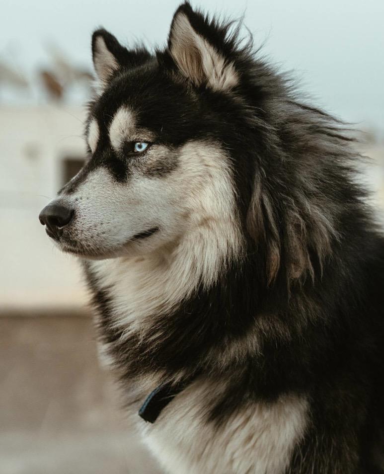 Chien / Chat